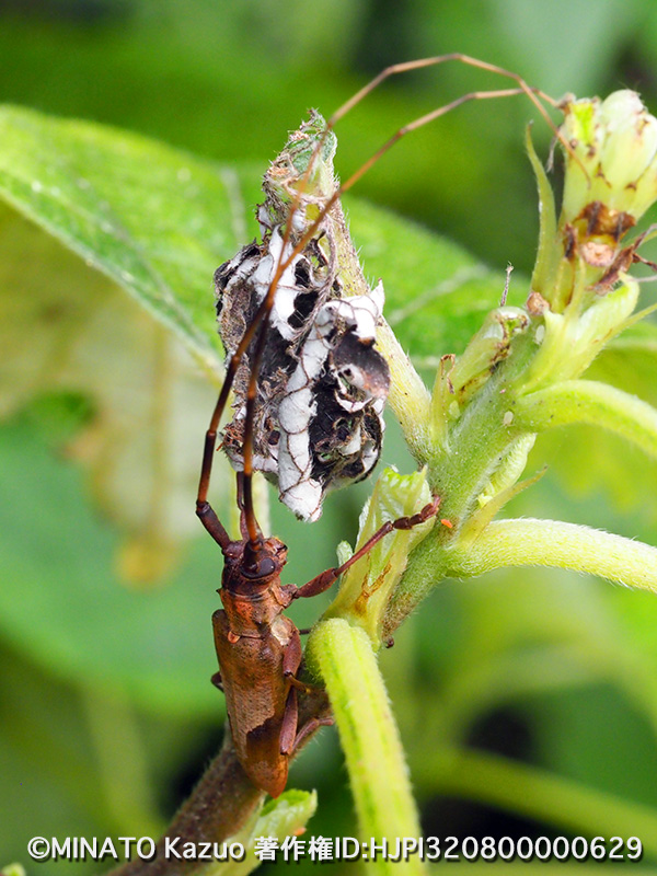 オオシマヤハズカミキリ