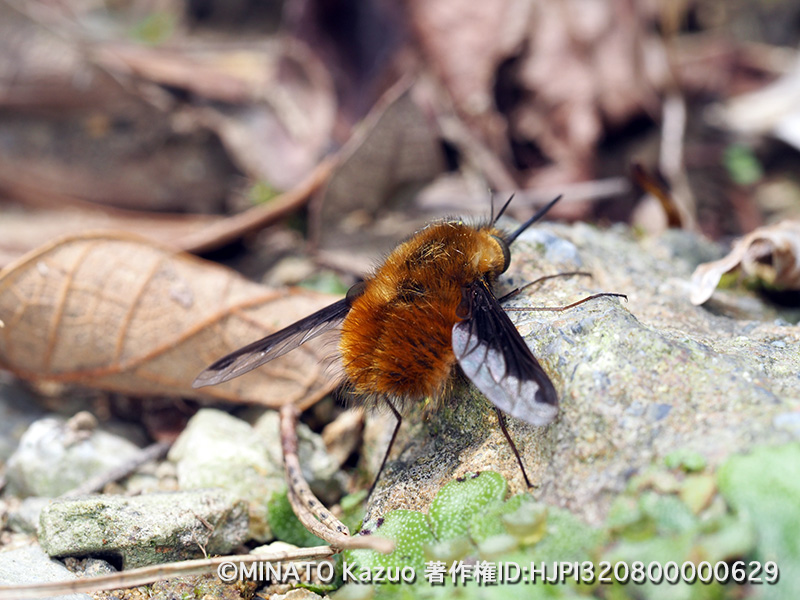 ビロードツリアブ