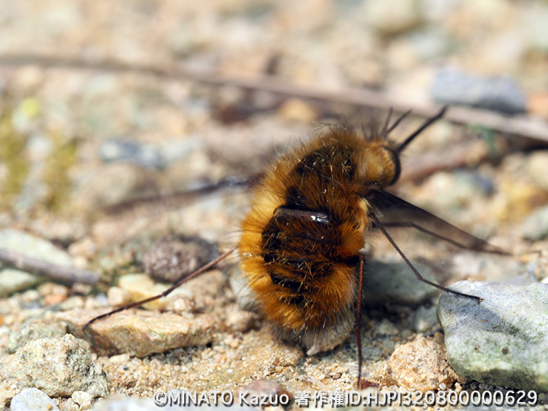 ビロードツリアブ