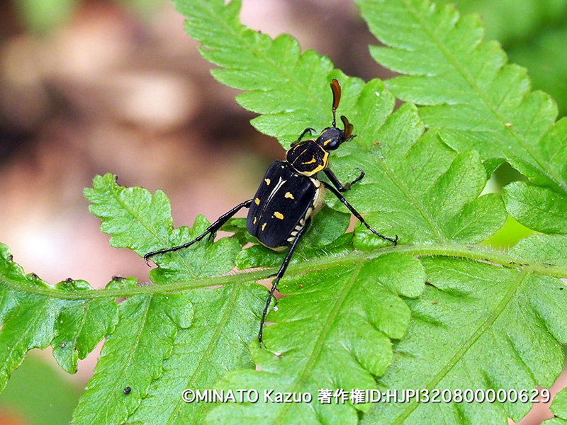 オキナワトラフハナムグリ黒色型雄