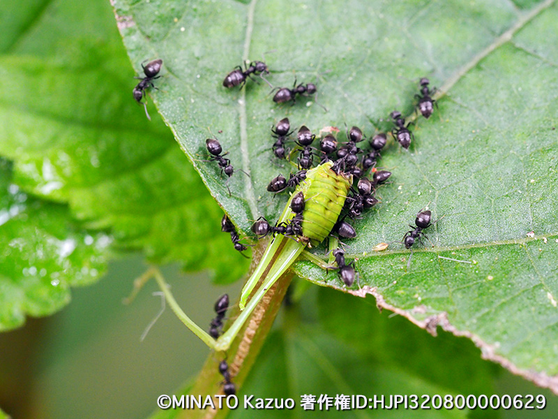 オキナワヘリグロツユムシを捕食するアシジロヒラフシアリ