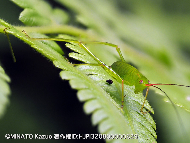 オキナワヘリグロツユムシ幼虫