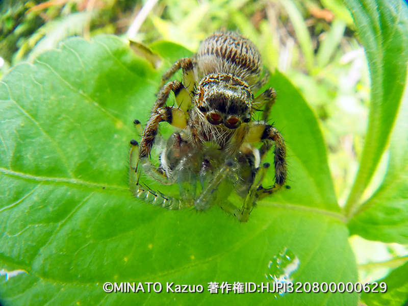 マミグロハエトリの一種