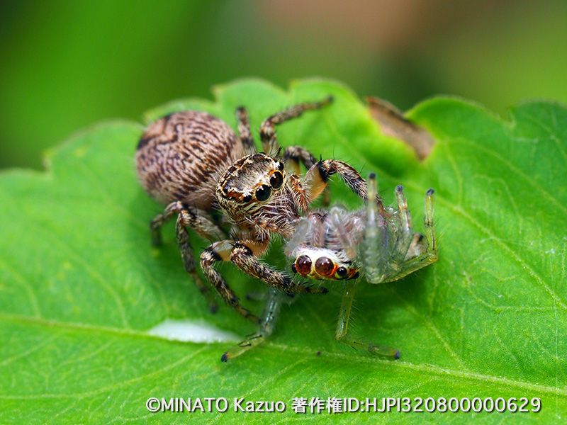 マミグロハエトリの一種