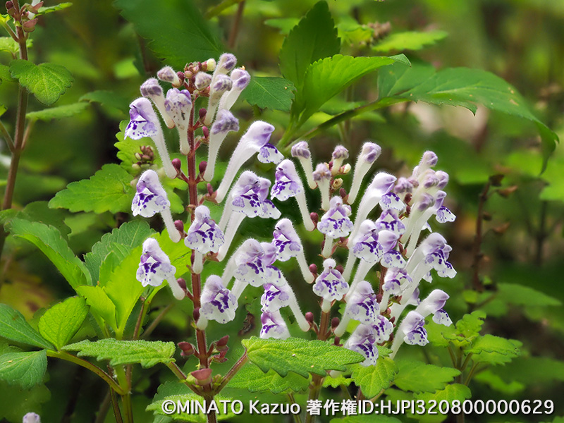 アカボシタツナミソウ