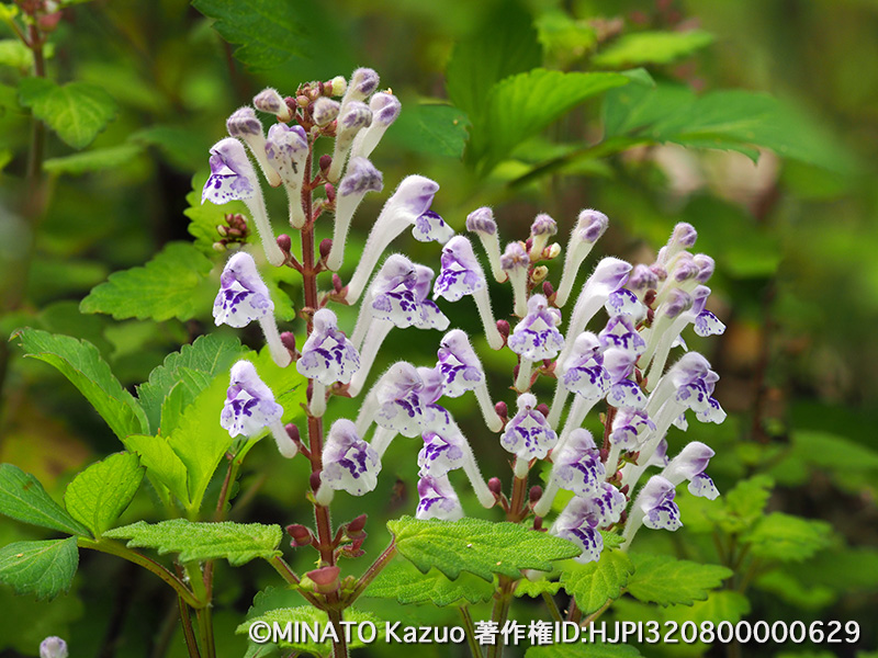 アカボシタツナミソウ