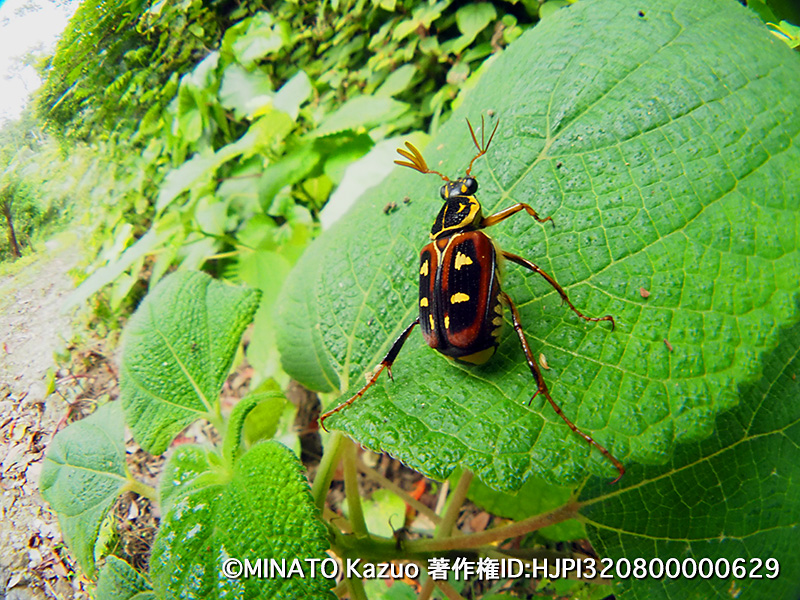 オキナワトラフハナムグリ褐色型雄