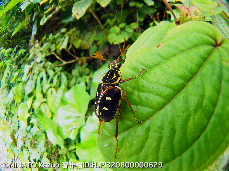 オキナワトラフハナムグリ褐色型雄