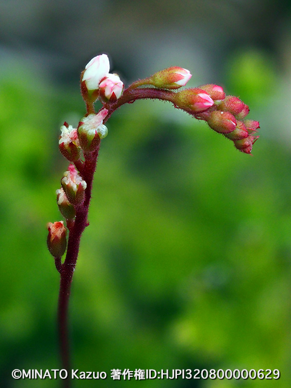 コモウセンゴケ蕾