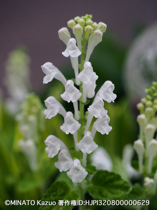 タツナミソウ？