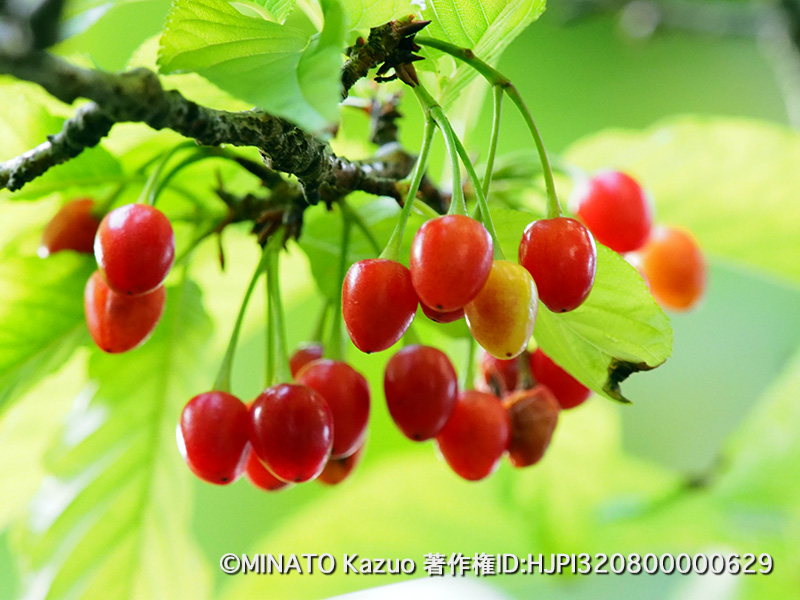 カンヒザクラ実