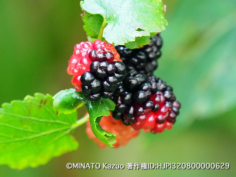 クワの一種の実