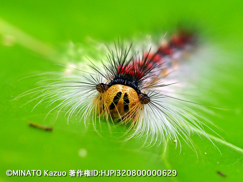 シロシタマイマイ幼虫