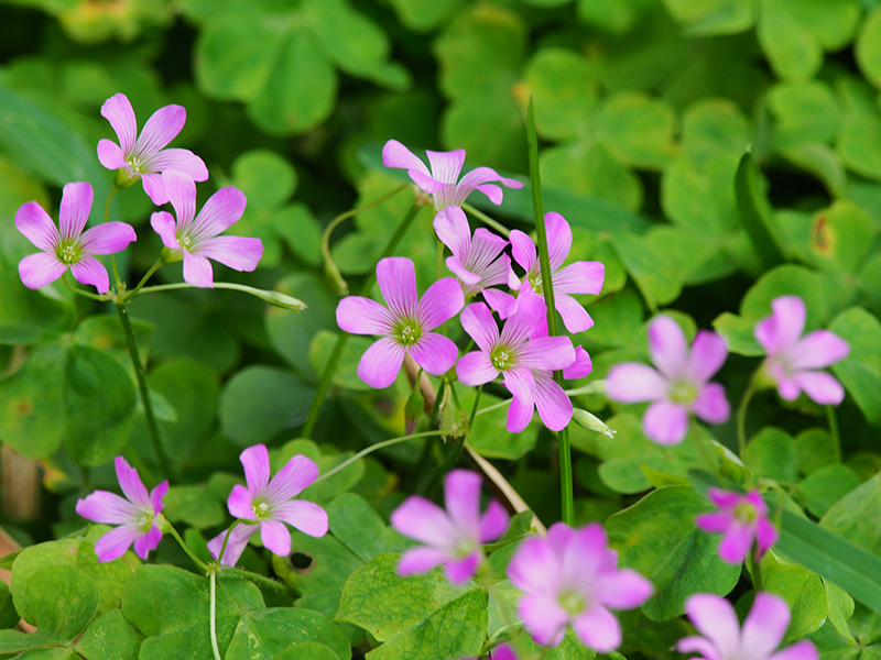 ムラサキカタバミ