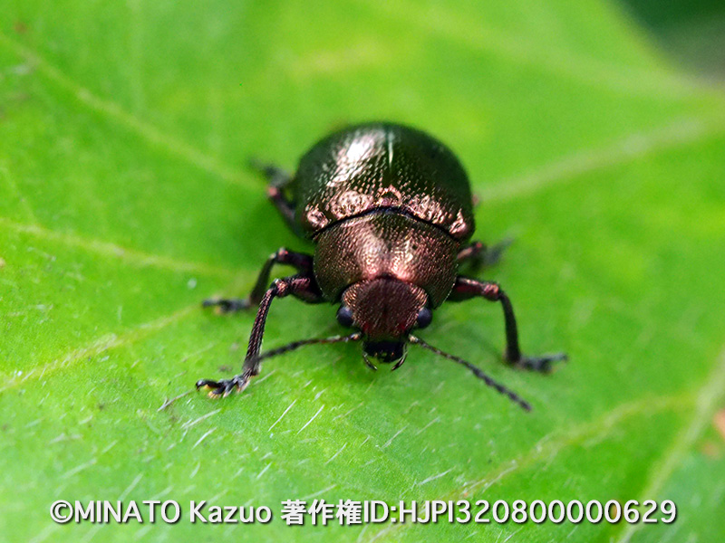 サルハムシの一種