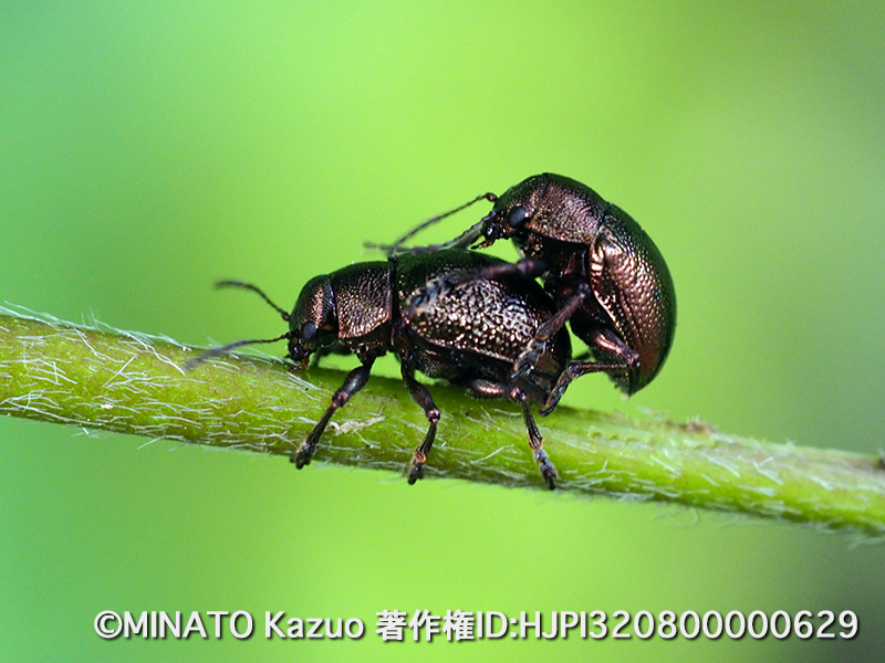 サルハムシの一種