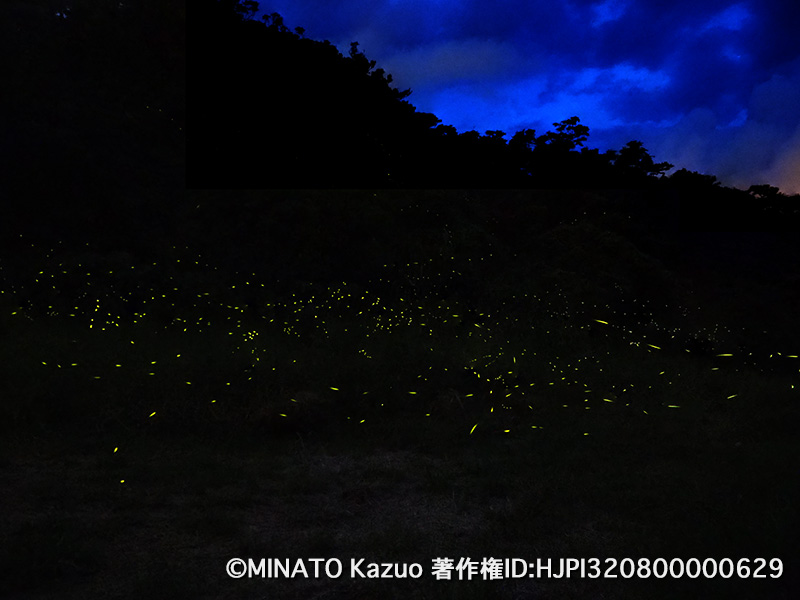 クロイワボタル（12枚合成）