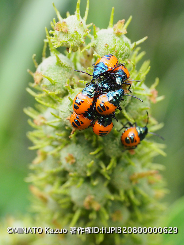 アカギカメムシ幼虫