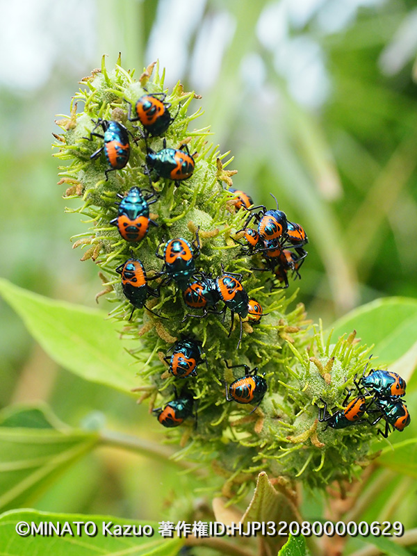 アカギカメムシ幼虫