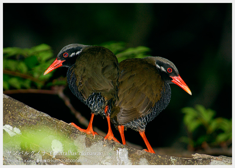 販売用ポスター