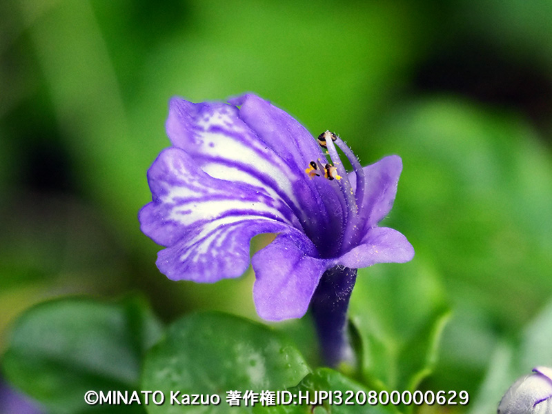 ヒメキランソウ