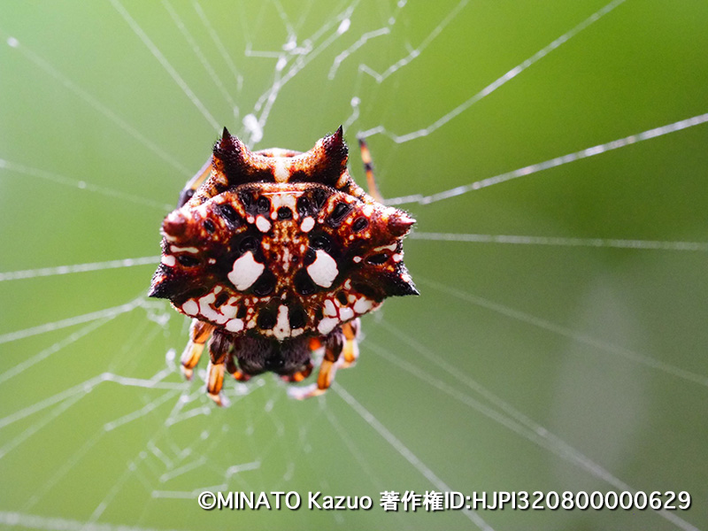 チブサトゲグモ