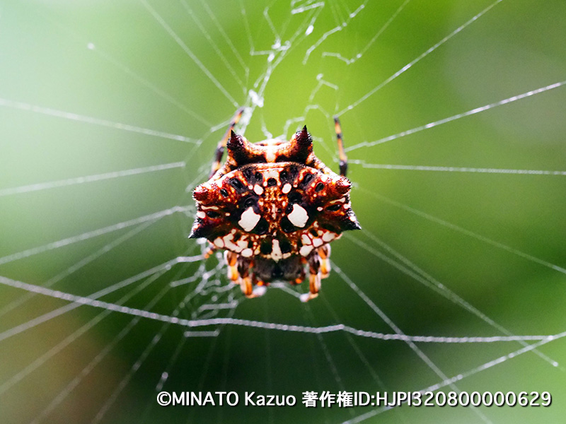 チブサトゲグモ