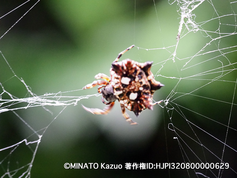 チブサトゲグモ