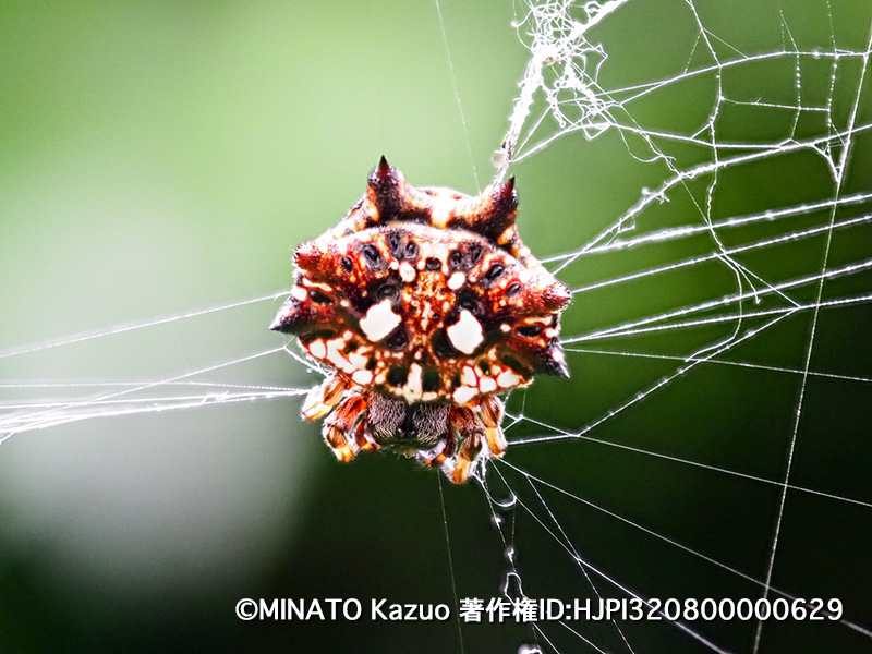 チブサトゲグモ