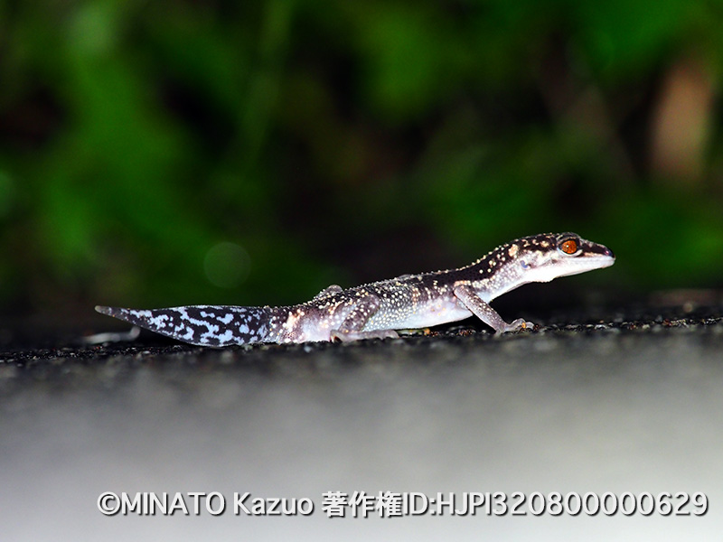 クロイワトカゲモドキ