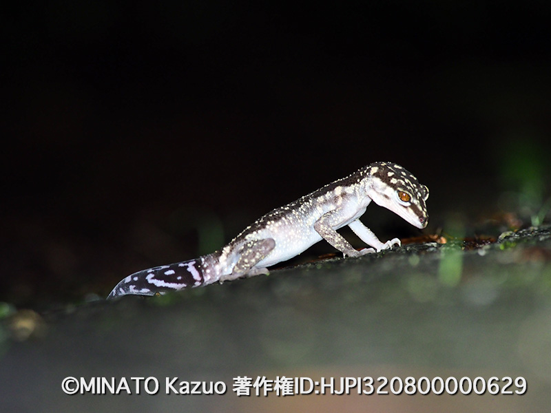 クロイワトカゲモドキ