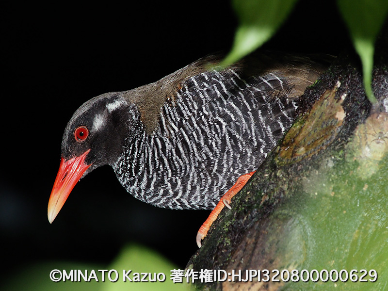 ヤンバルクイナ