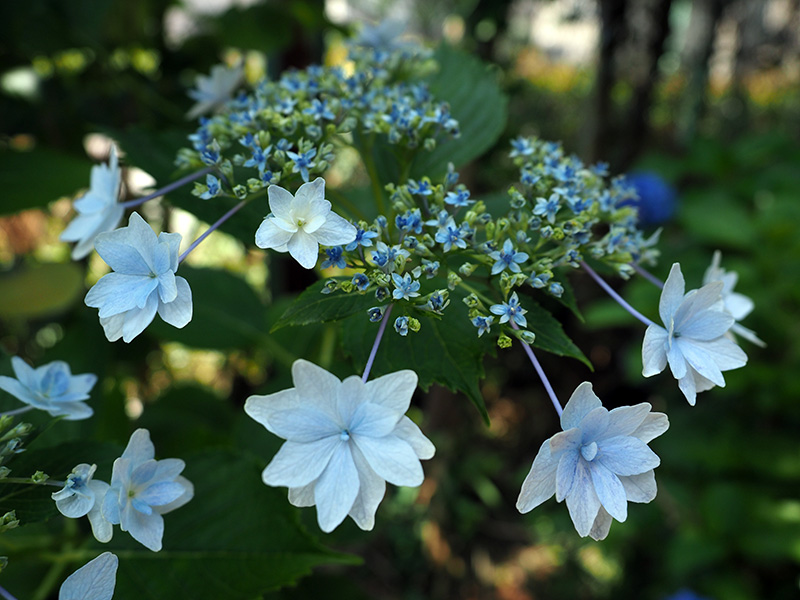ガクアジサイ（墨田の花火）