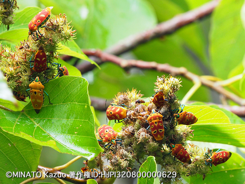 アカギカメムシ