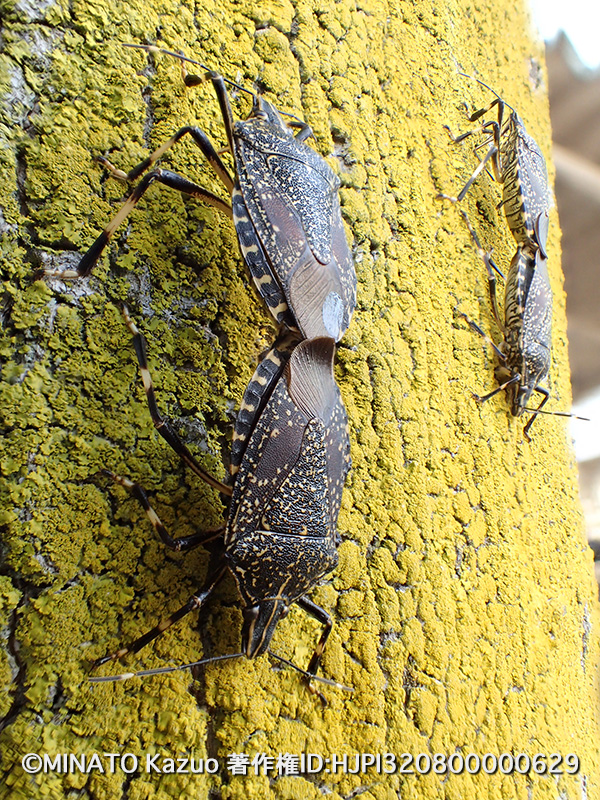 キマダラカメムシ