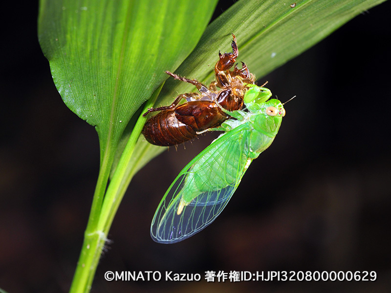 クロイワゼミ雌羽化