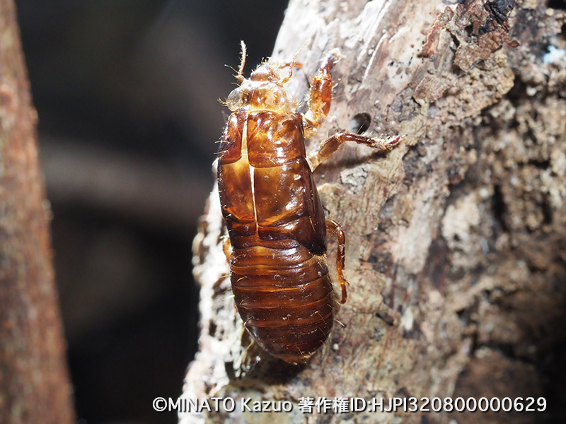 クロイワゼミ羽化殻