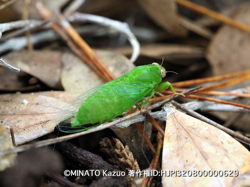 クロイワゼミ雄