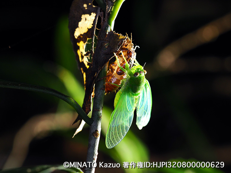 クロイワゼミ雄羽化
