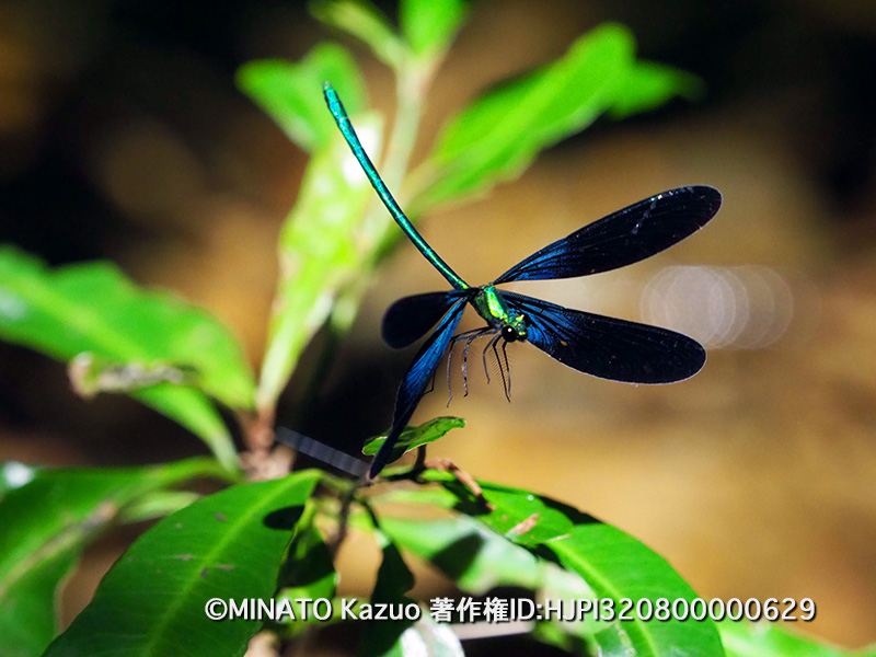 リュウキュウハグロトンボ雄