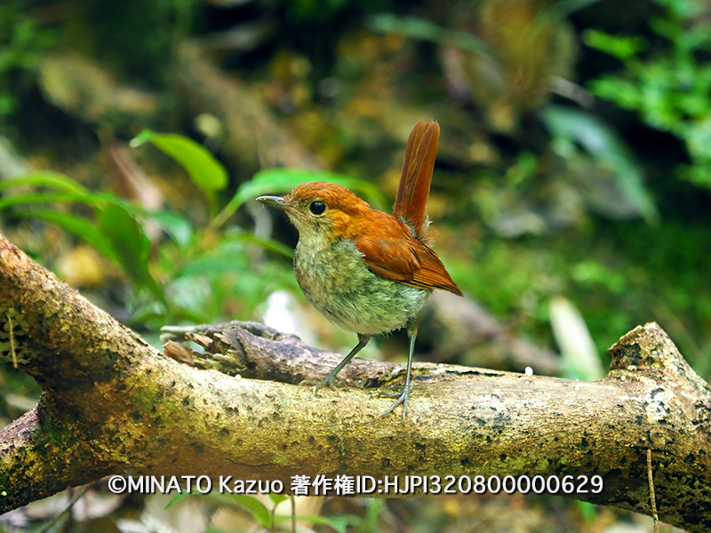ホントウカアヒゲ幼鳥