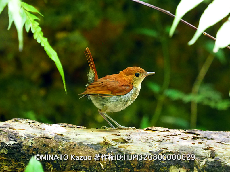 ホントウカアヒゲ幼鳥