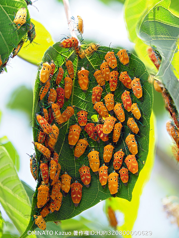 アカギカメムシ集団