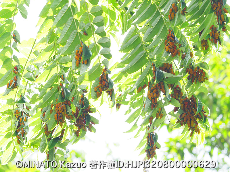 アカギカメムシ集団