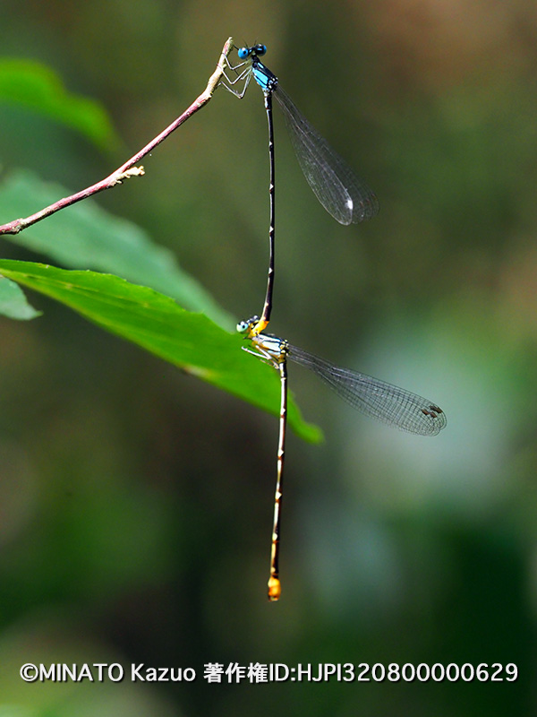 リュウキュウルリモントンボ