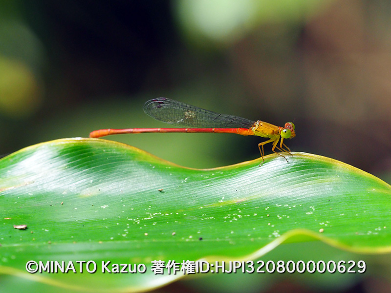 リュウキュウベニイトトンボ
