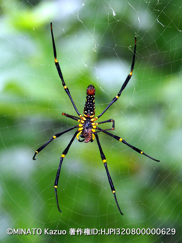 オオジョロウグモ