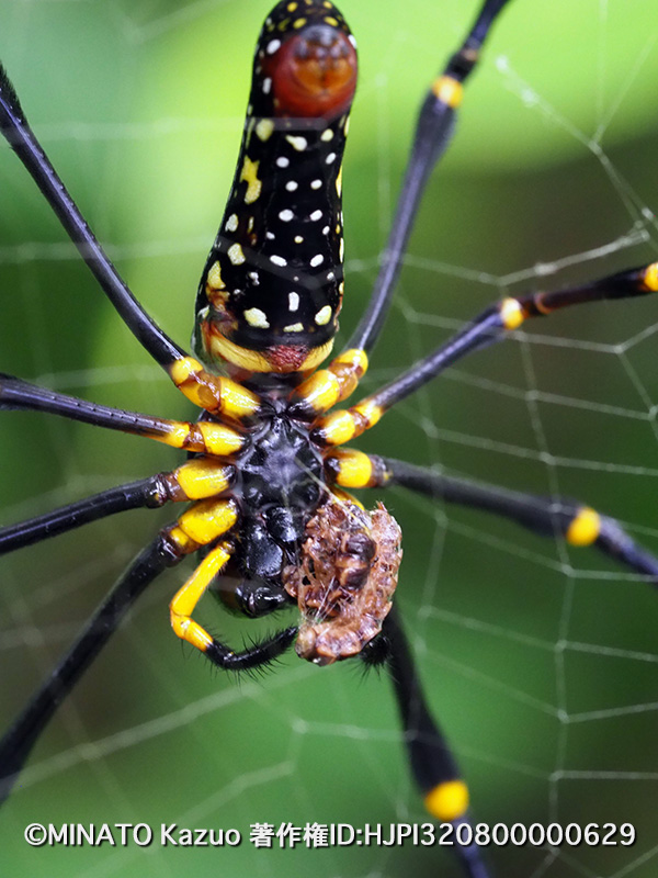オオジョロウグモ雌