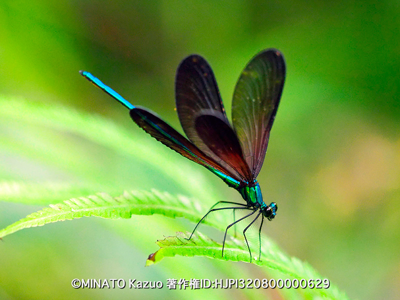 リュウキュウハグロトンボ雄