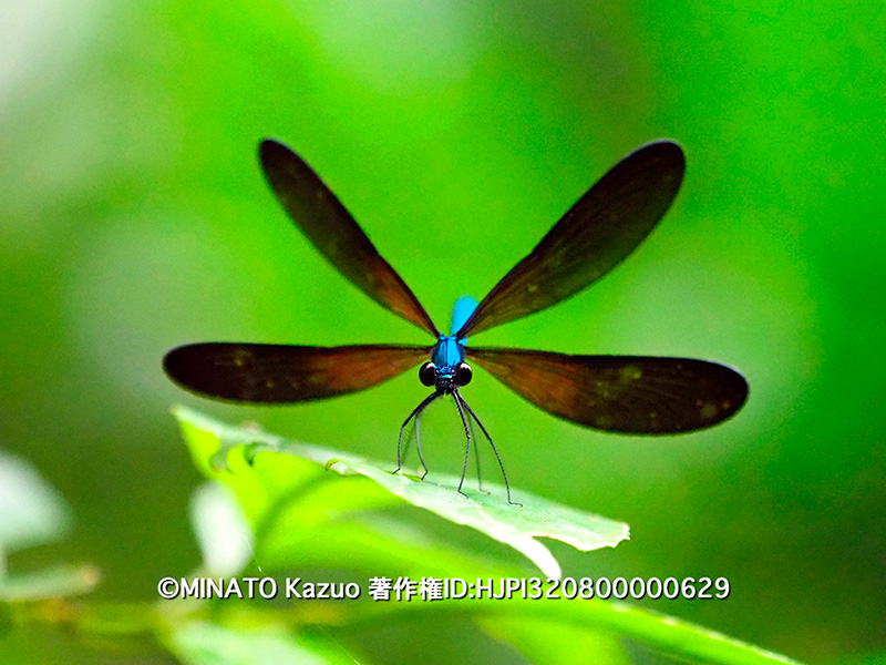 リュウキュウハグロトンボ雄